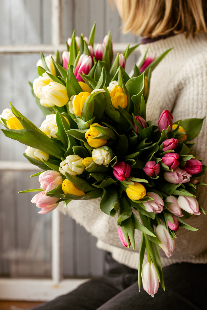 Bouquet de tulipes - Île-du-Prince-Edouard