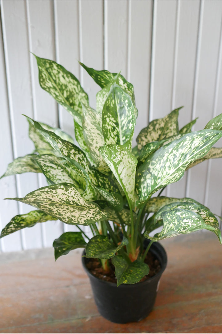 aglaonema spring snow flower Aglaonema "Spring Snow"