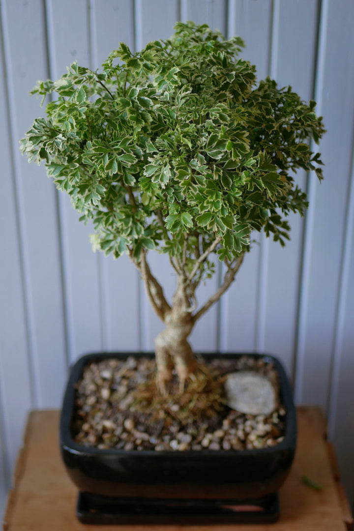 ming aralia bonsai tree Bonsai