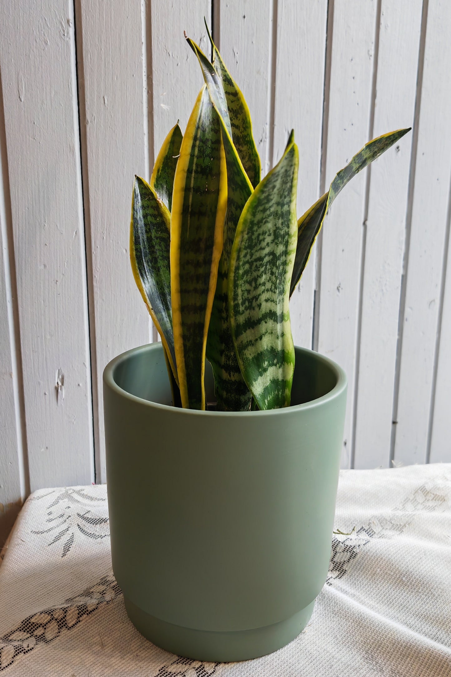 Sansevieria trifasciata Laurentii