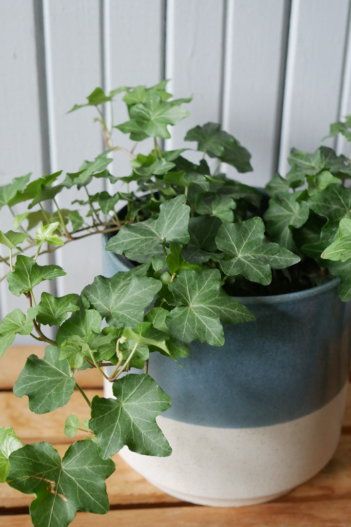 Plante dans le système d'hydroculture de Botanicly: Lierre avec peu  d'entretien – en pot d'hydroculture blanche – Hauteur: 5 cm – Hedera helix