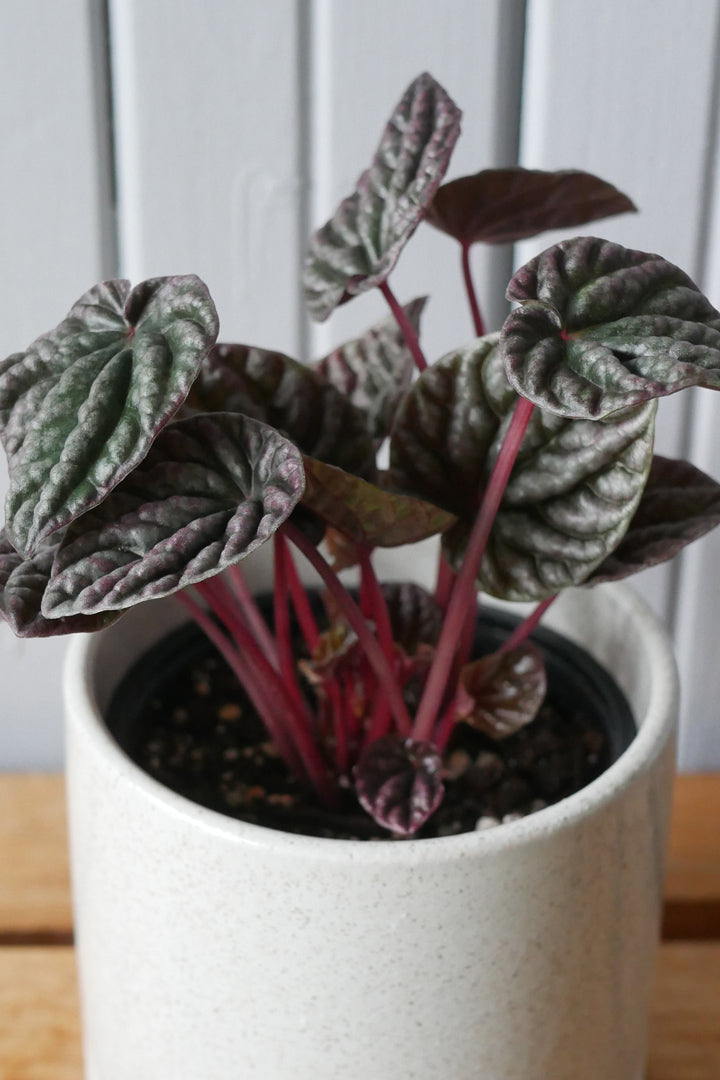 Peperomia Caperata "Ripple"