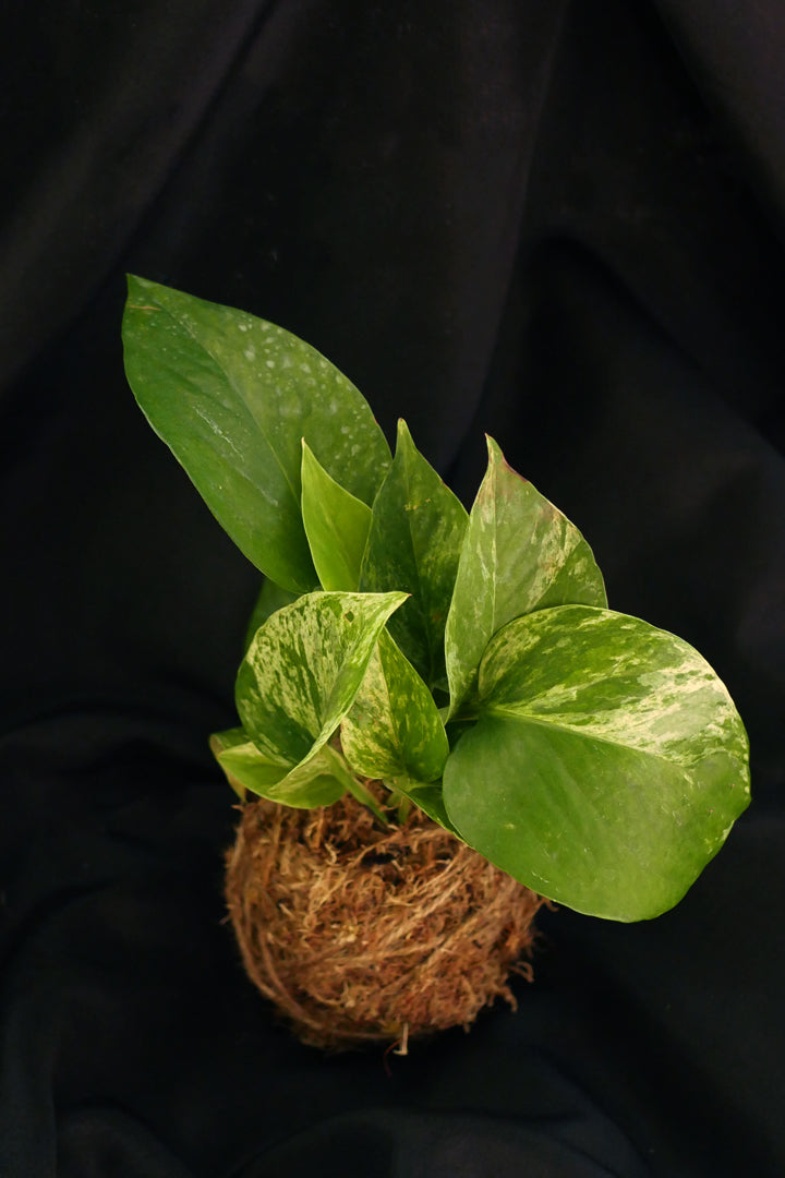 pothos kokedama Kokedama