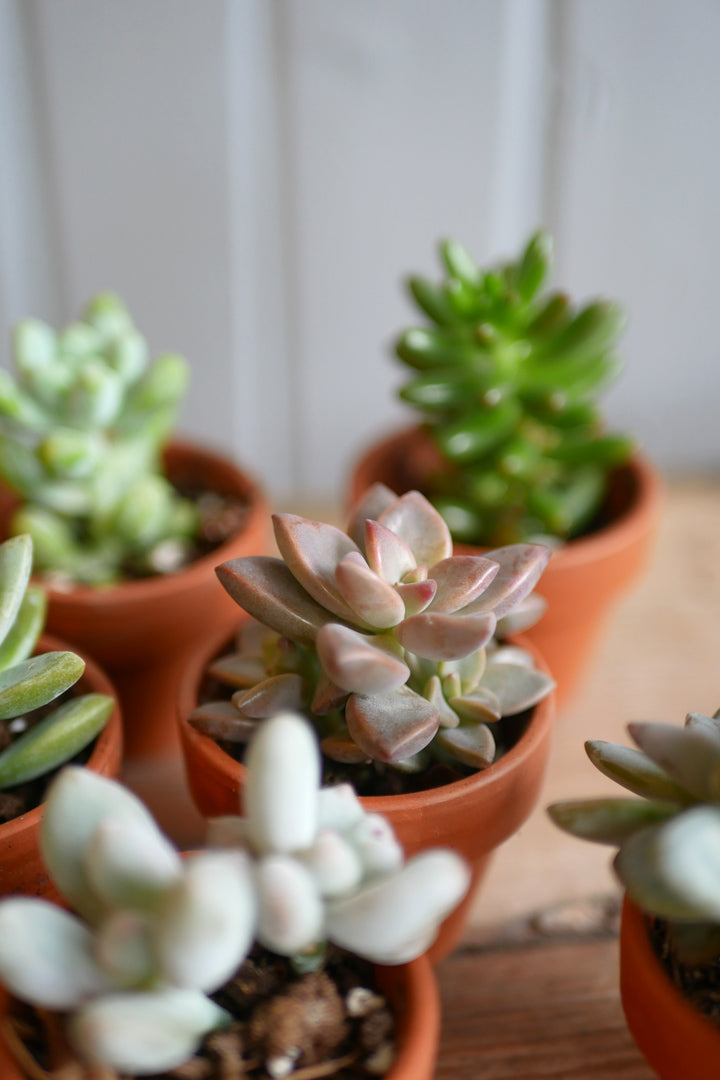 terracotta succulent Succulent