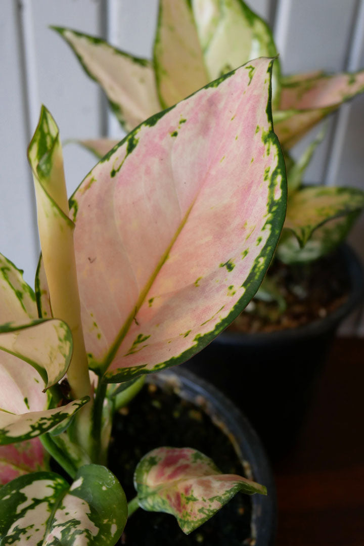lucky pink variegated aglaonema Aglaonema Lucky Red