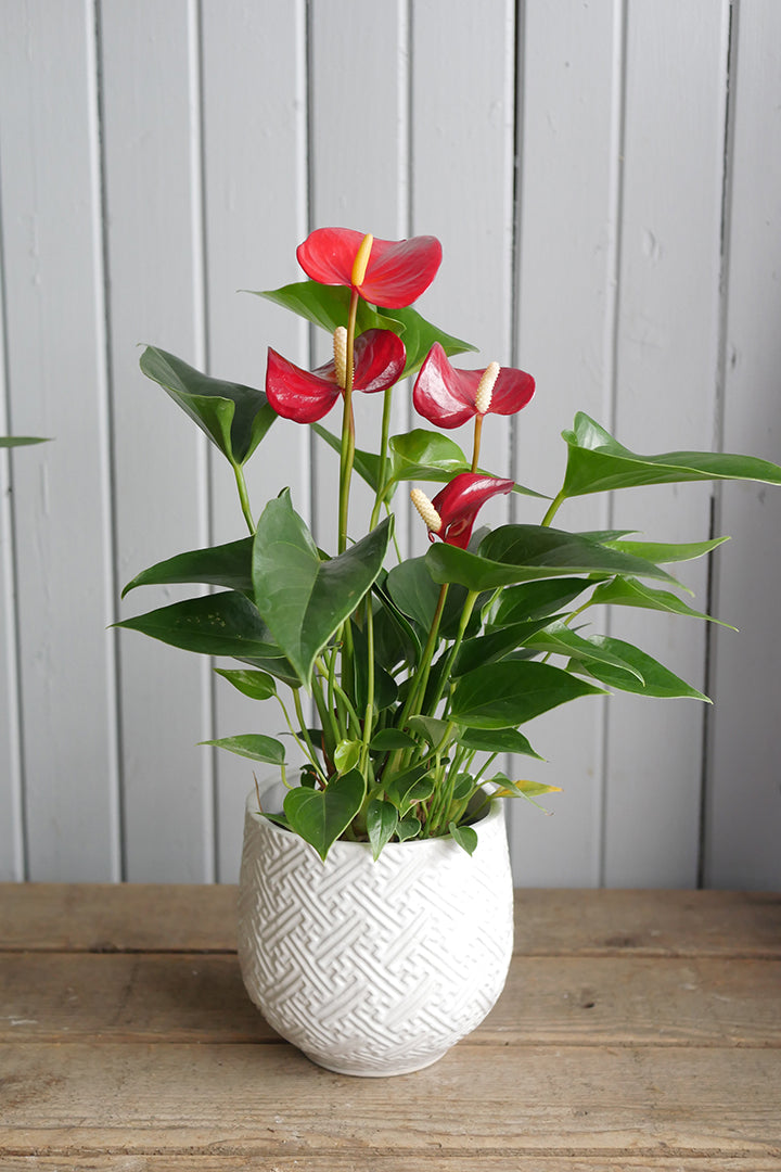 anthurium montreal Anthurium