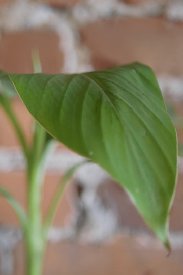 Banana tree