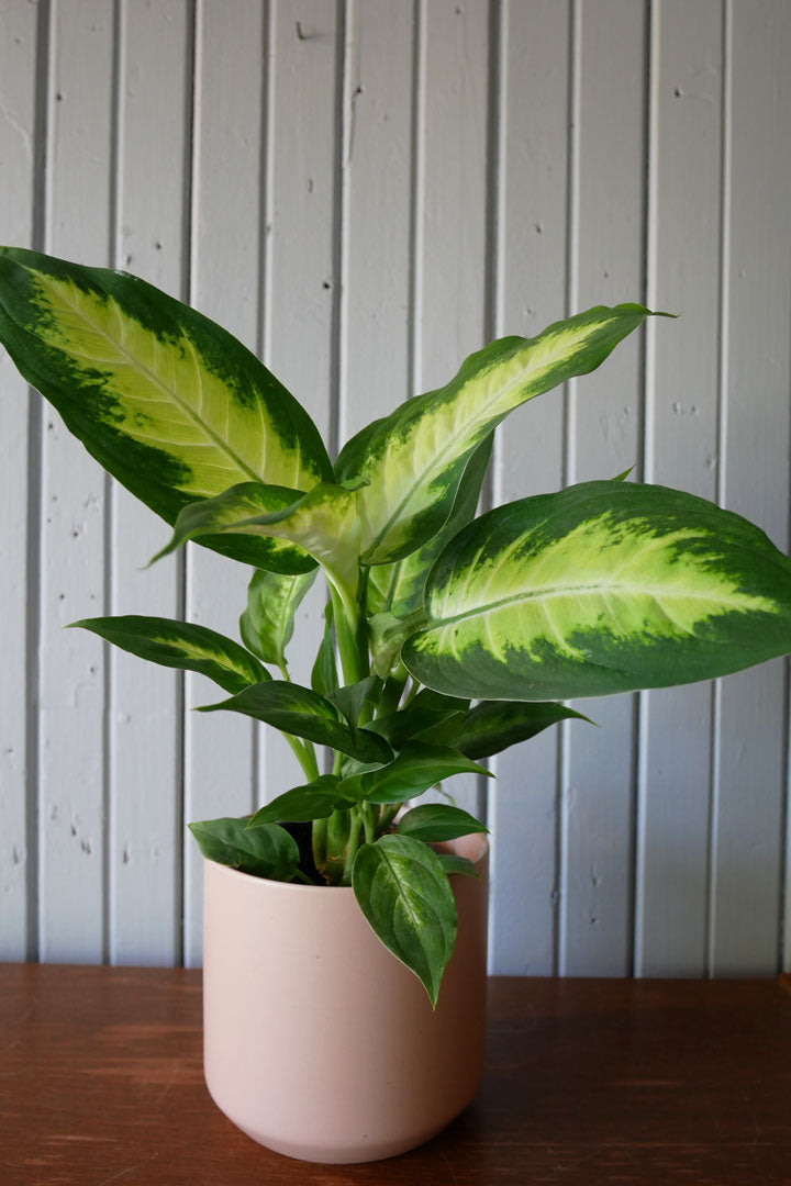 dieffenbachia camilla entretien Dieffenbachia “Camilla” – Kyoto Fleurs