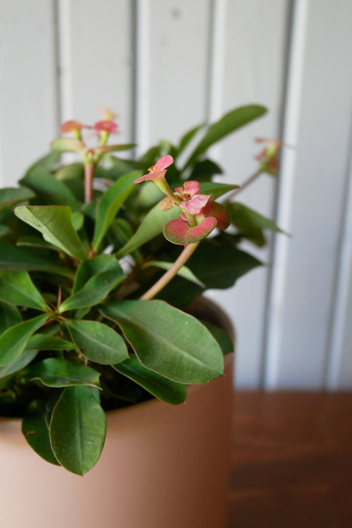 Euphorbia milli