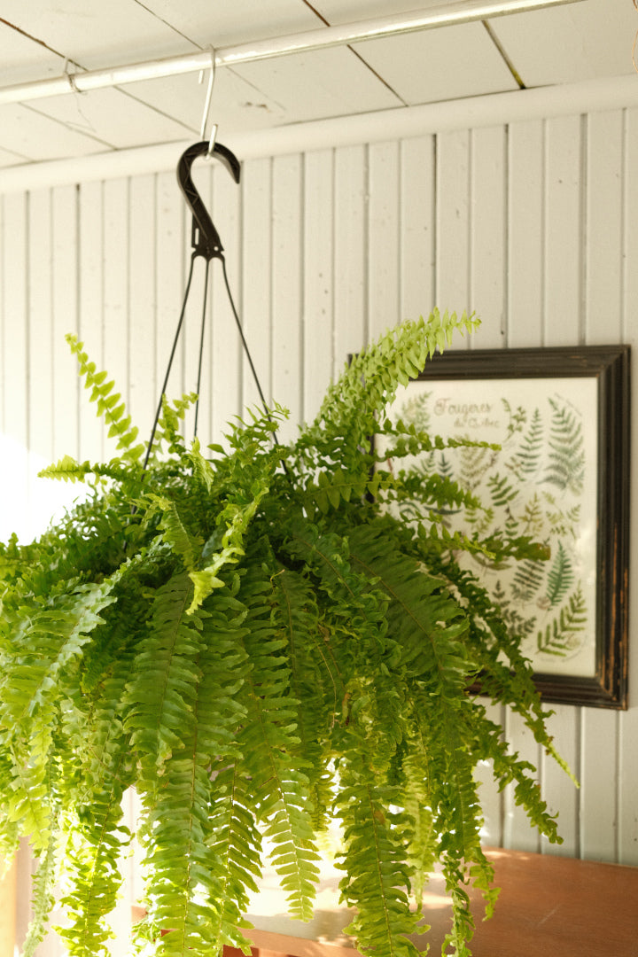 Boston Fern