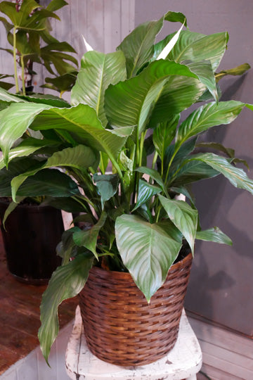Peace lily (Spathiphyllum)