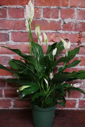 Peace lily (Spathiphyllum)