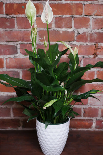 Peace lily (Spathiphyllum)
