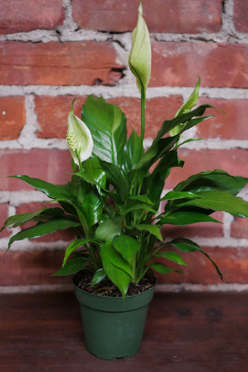 Peace lily (Spathiphyllum)