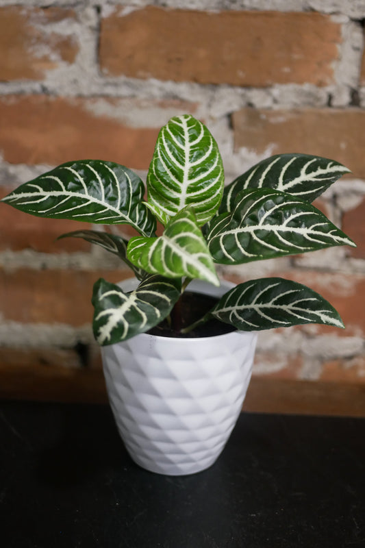 Aphelandra squarrosa (Zebra Plant)
