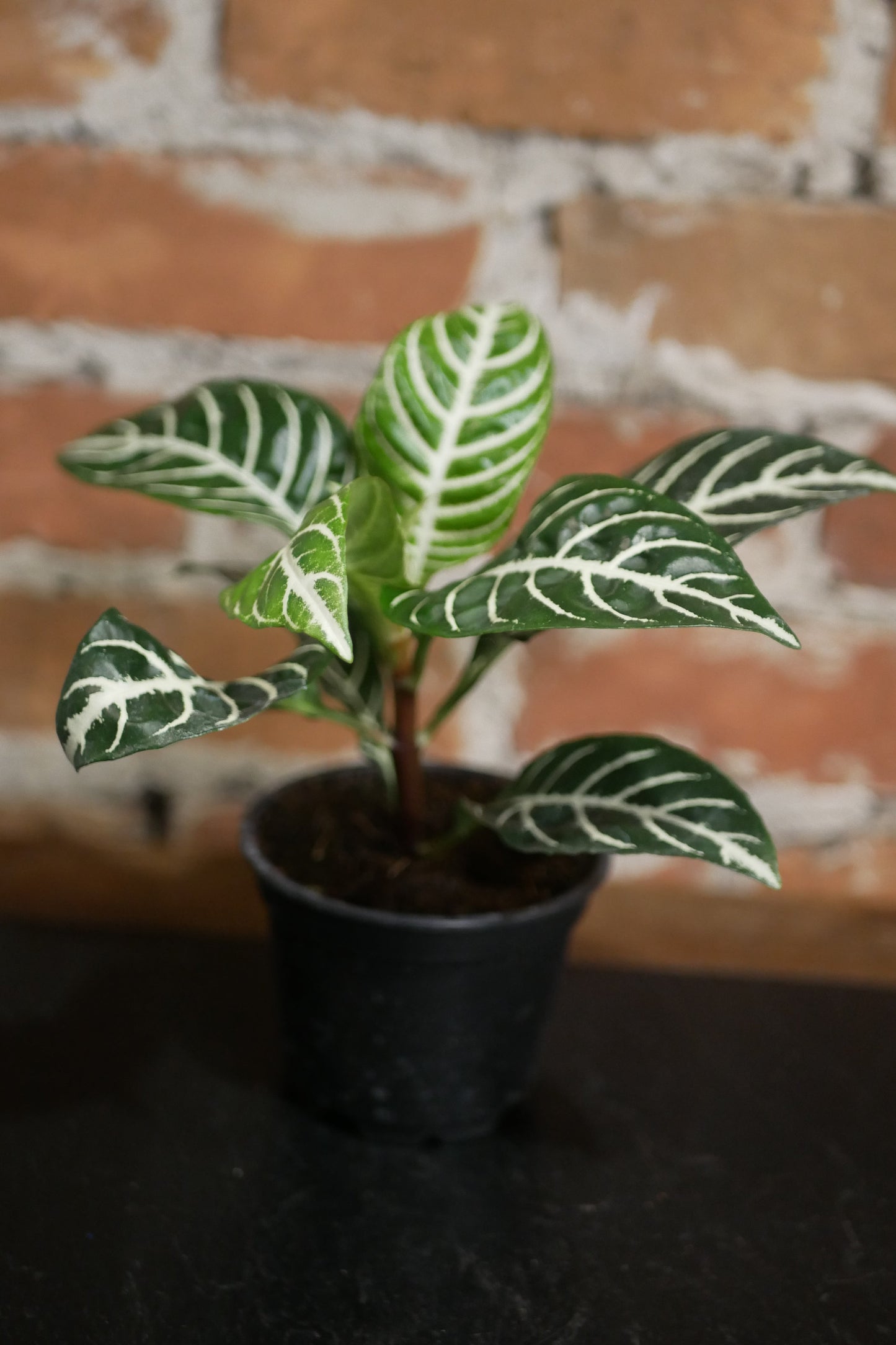 Aphelandra squarrosa (Zebra Plant)