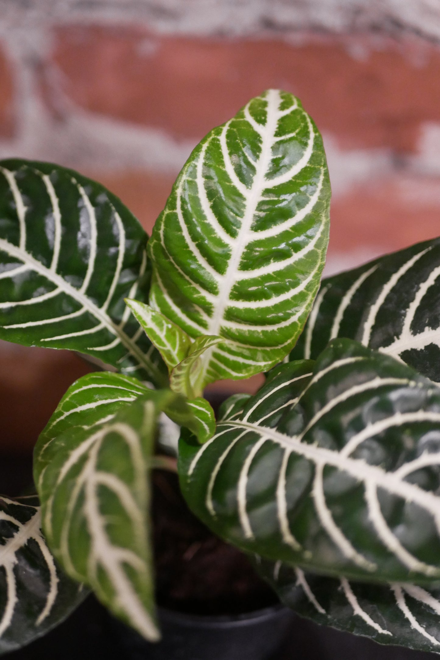 Aphelandra squarrosa (Zebra Plant)