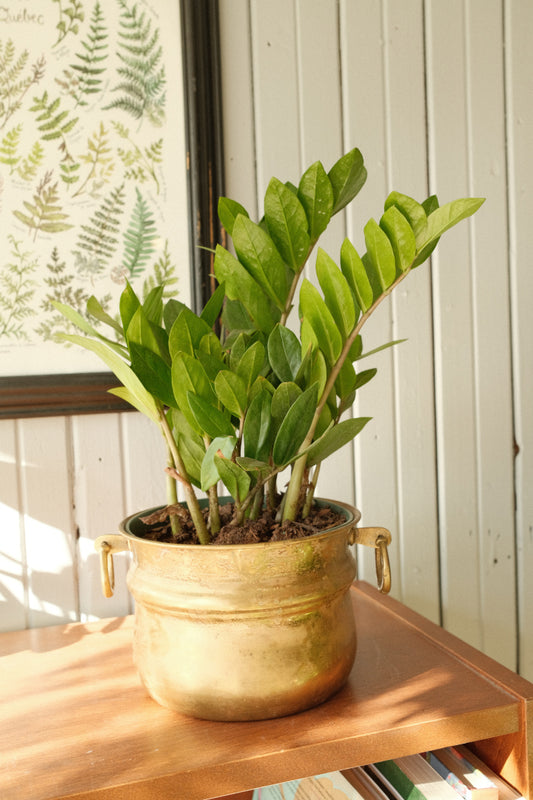Zamioculcas Zamifoliaa (ZZ Plant)