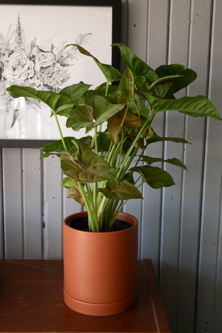 Cache-pot "Romey"