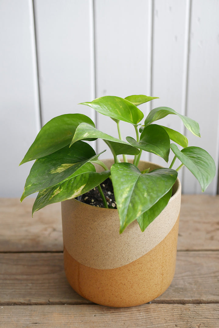 pothos doré Golden Pothos