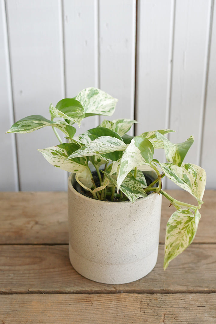 pothos marble queen entretien Pothos "Marble Queen"