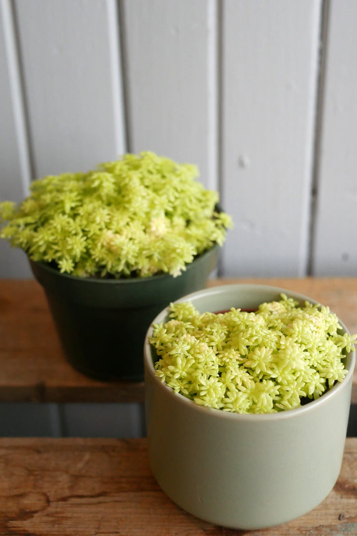 tokyo sun succulents Sedum japonicum "Tokyo sun" – Kyoto Fleurs