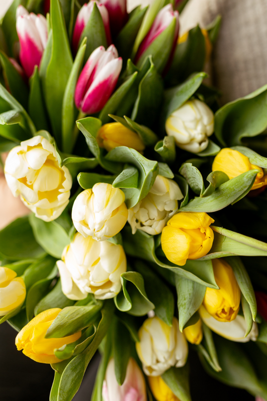 Bouquet of tulips - Prince Edward Island