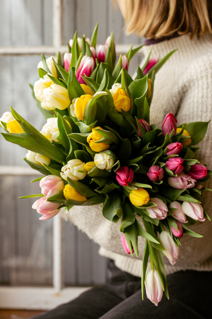 Bouquet of tulips - Prince Edward Island