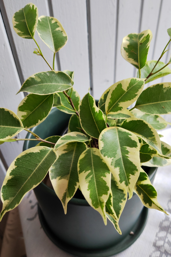 Ficus Benjamina