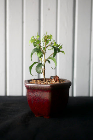 Bonsai - Ficus Benjamina Wiandi