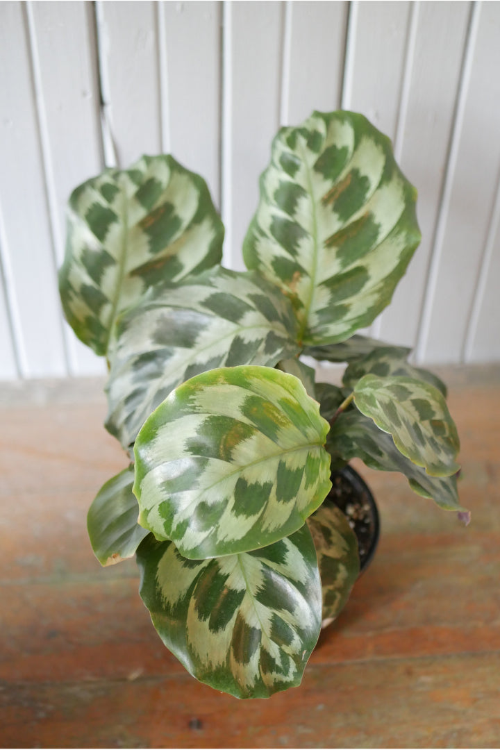 Calathea 'Helen Kennedy'