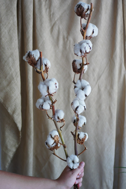 Cotton stalks