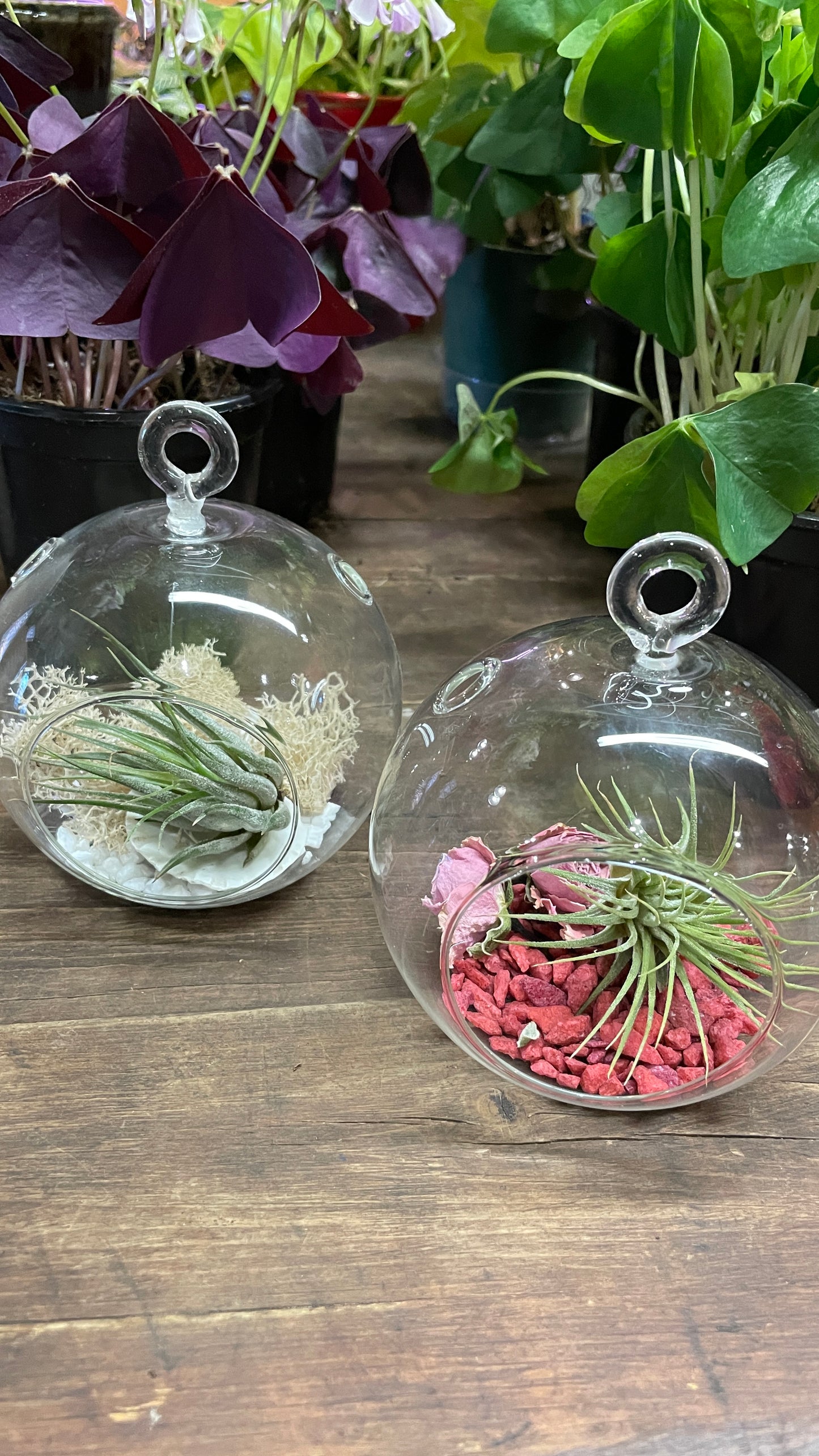 Atelier enfant 6-12 ans  "Jardin de Tillandsia"