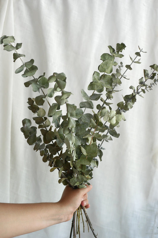 Honoka (dried eucalyptus)