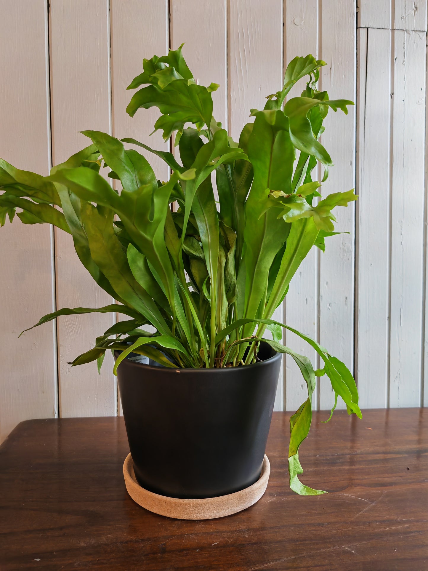 Ceramic pot - Matte black with bowl