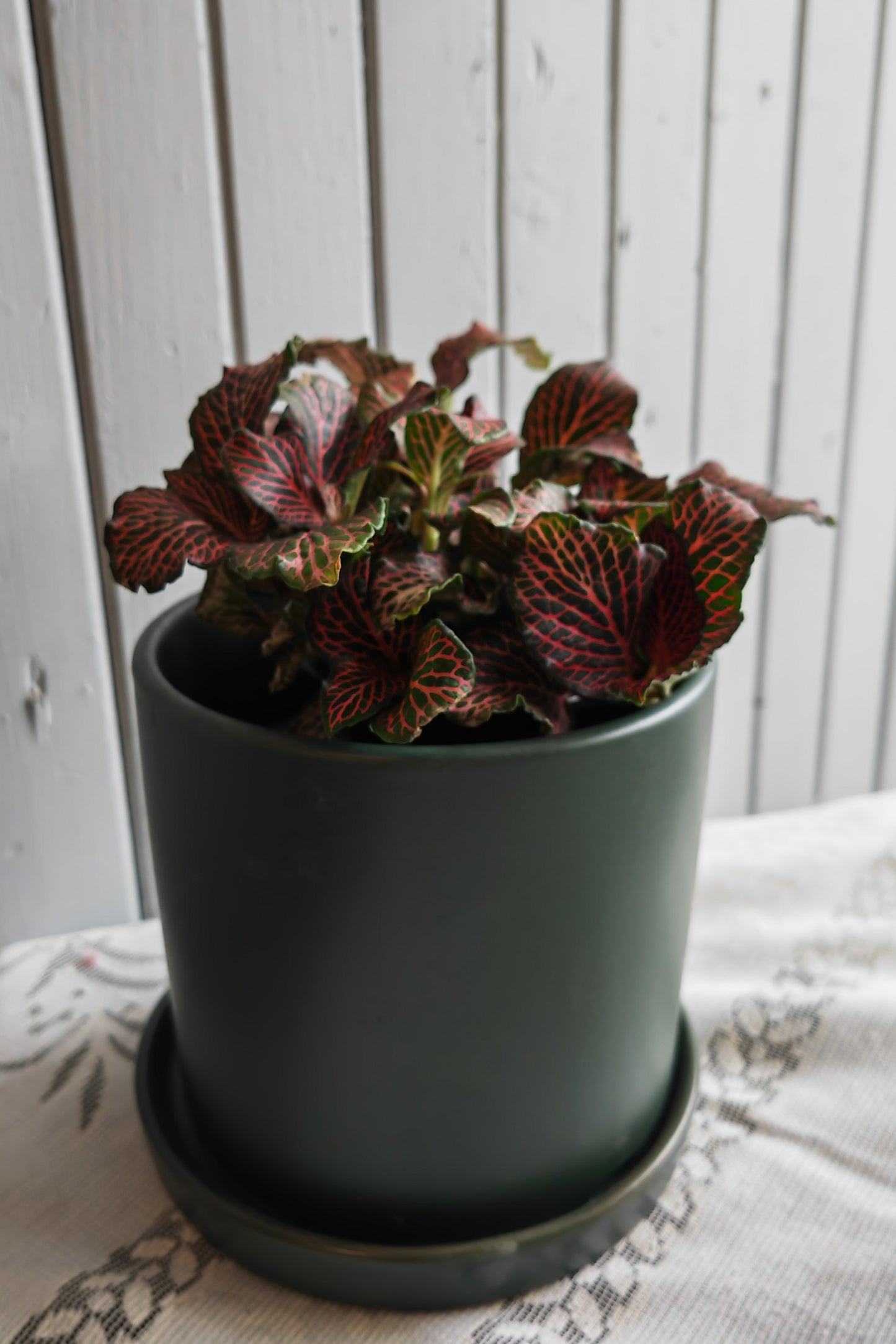 Fittonia