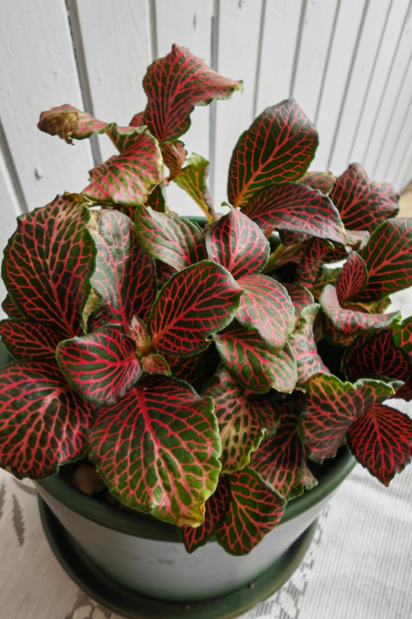 Fittonia