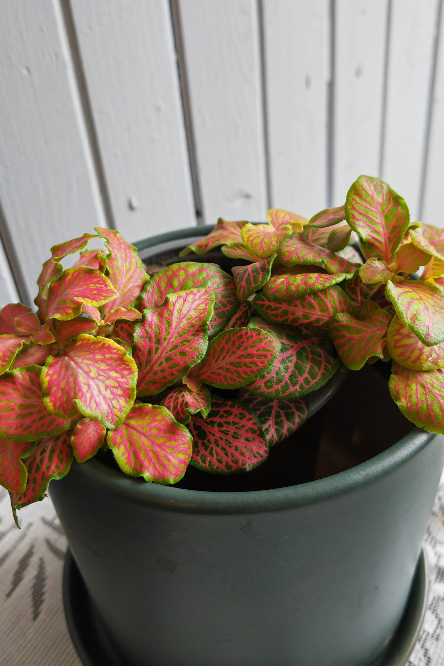 Fittonia