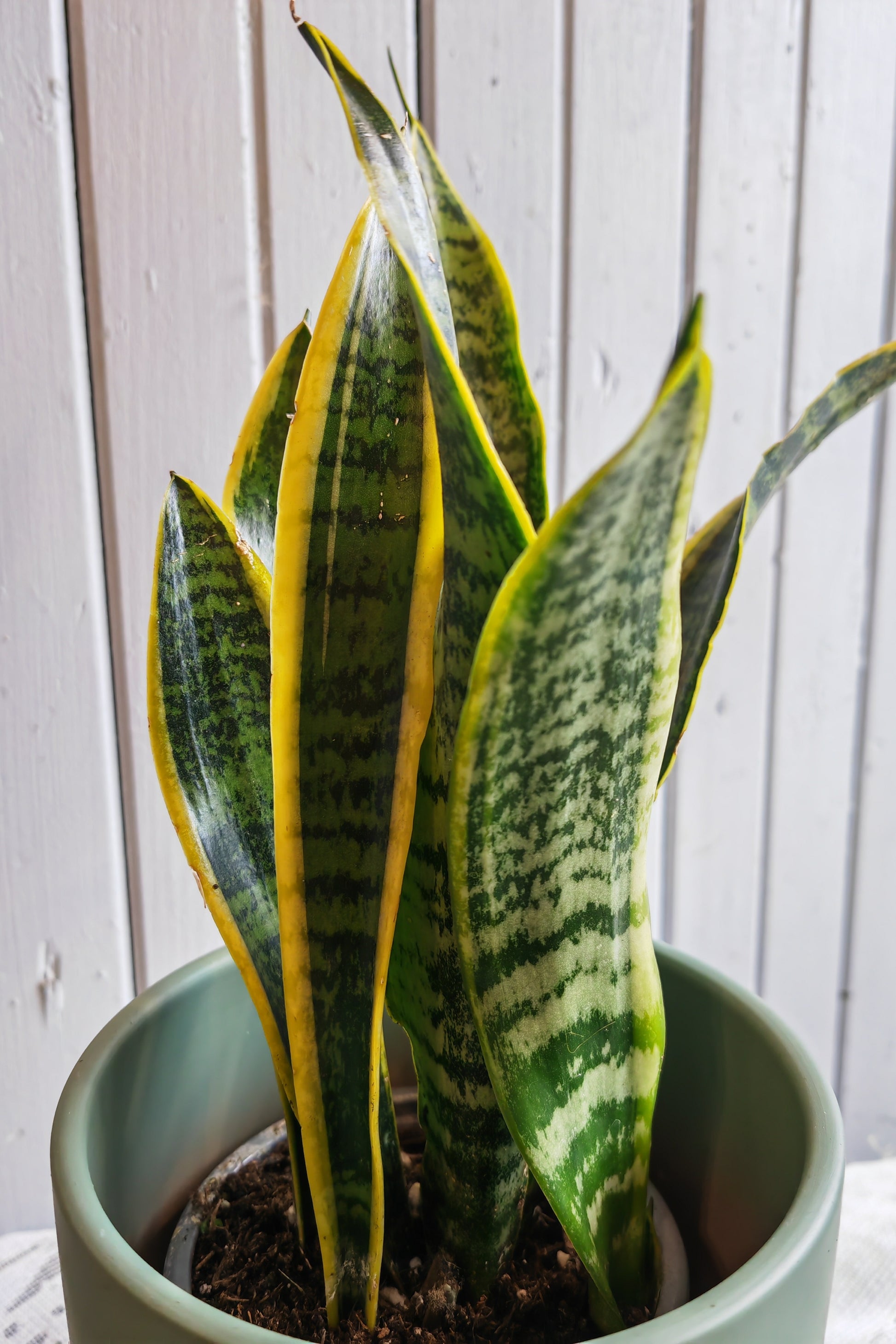 sansevieria fleur Sansevieria trifasciata Laurentii - Small