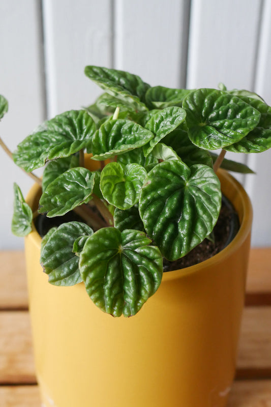 Peperomia Caperata  "Ripple"