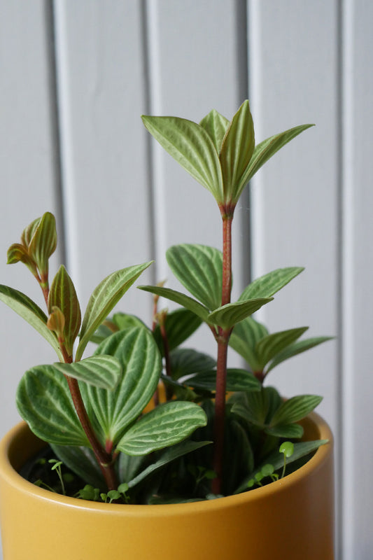 Peperomia Puteolata