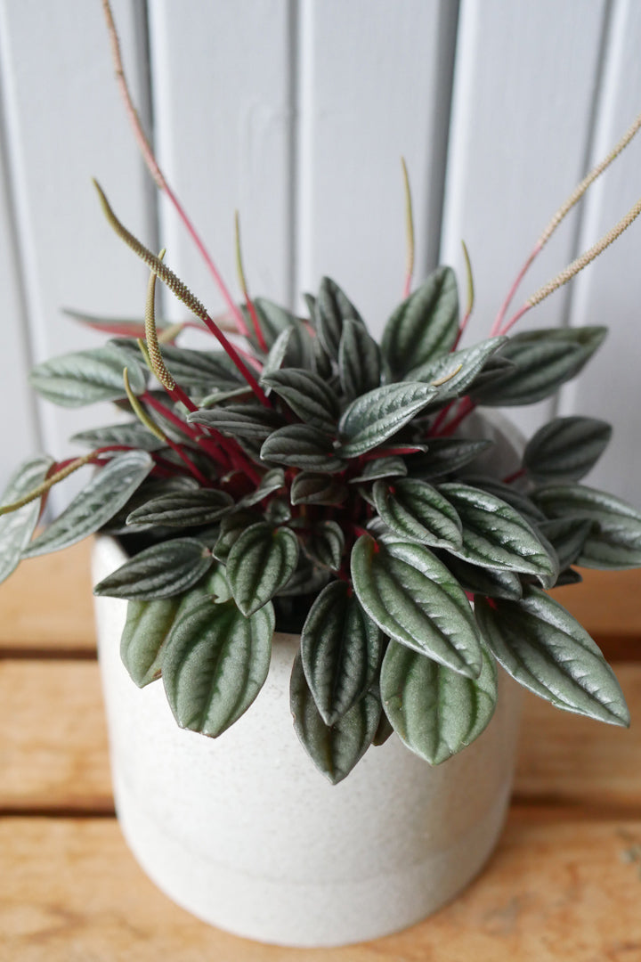 Peperomia Caperata "Rosso"