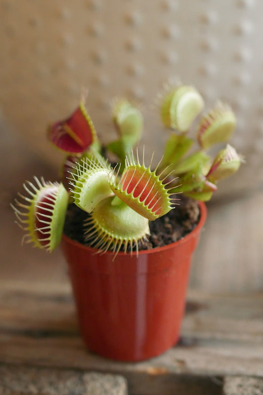 Carnivorous Plant - Dionaea