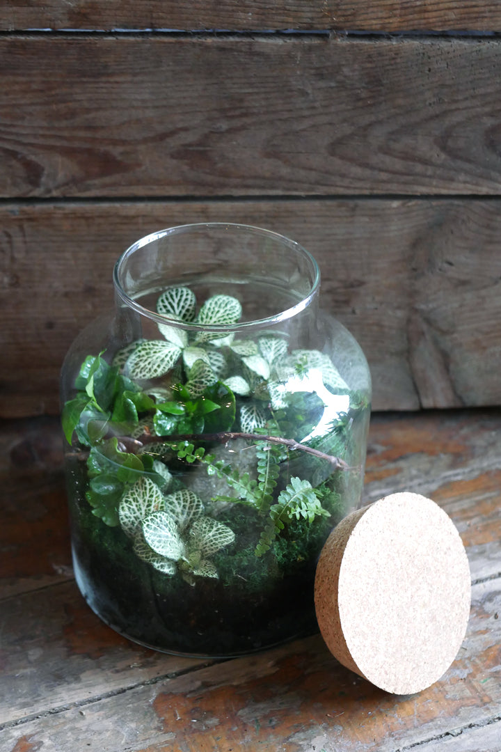 Terrarium - Cork