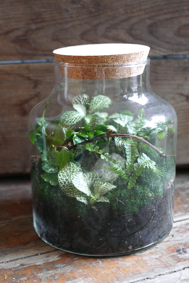 Terrarium - Cork