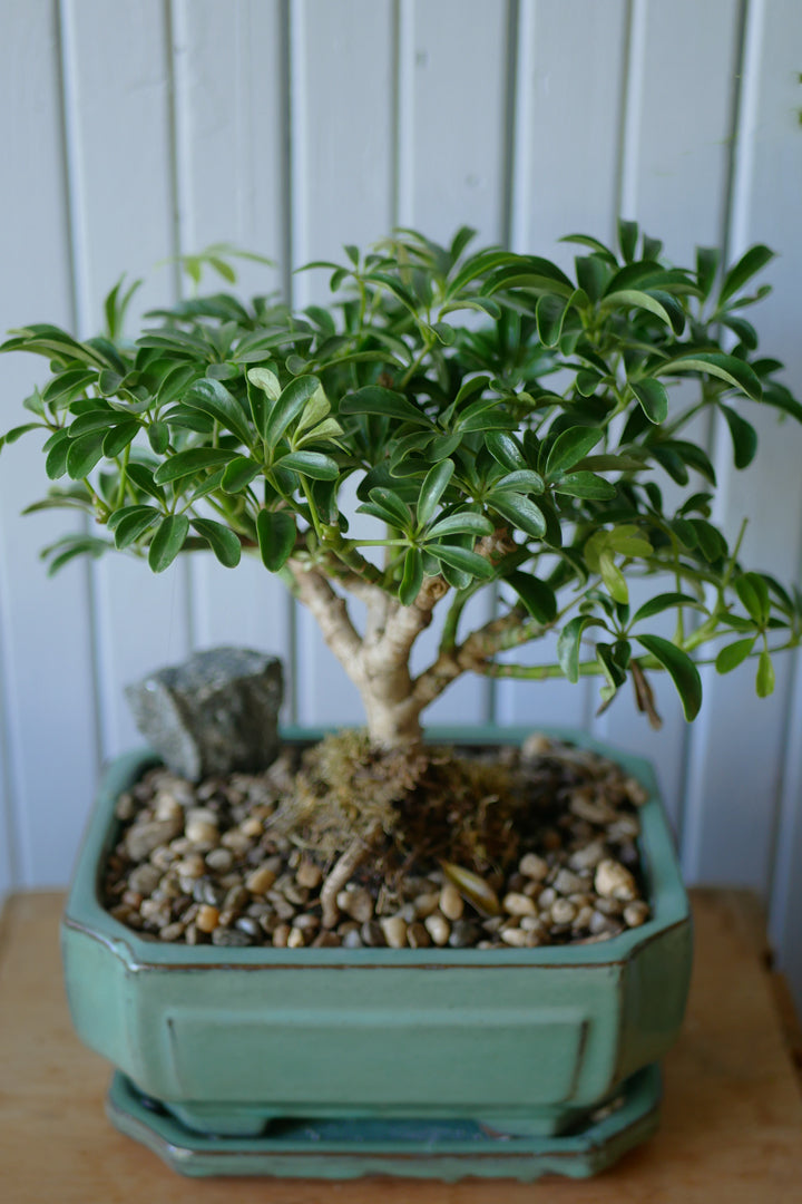 Bonsai - Schefflera