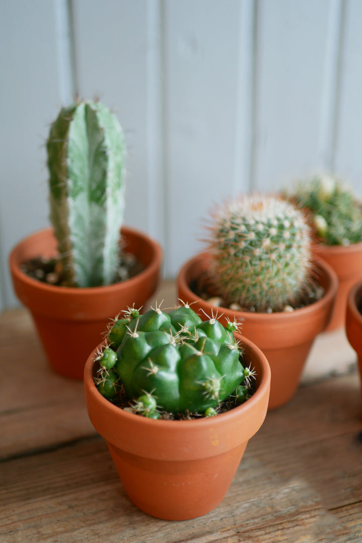 Cactus - Pot terracotta