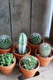 Cactus - Pot terracotta