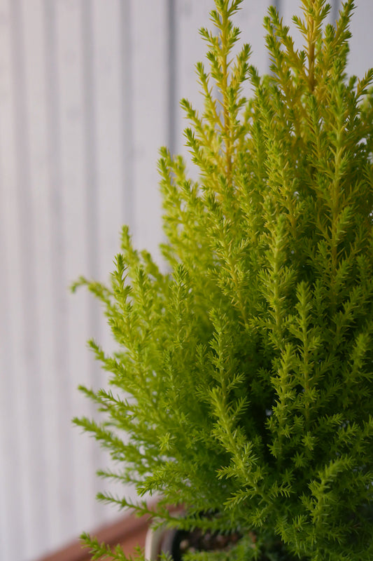 Cypress (Cupressus)