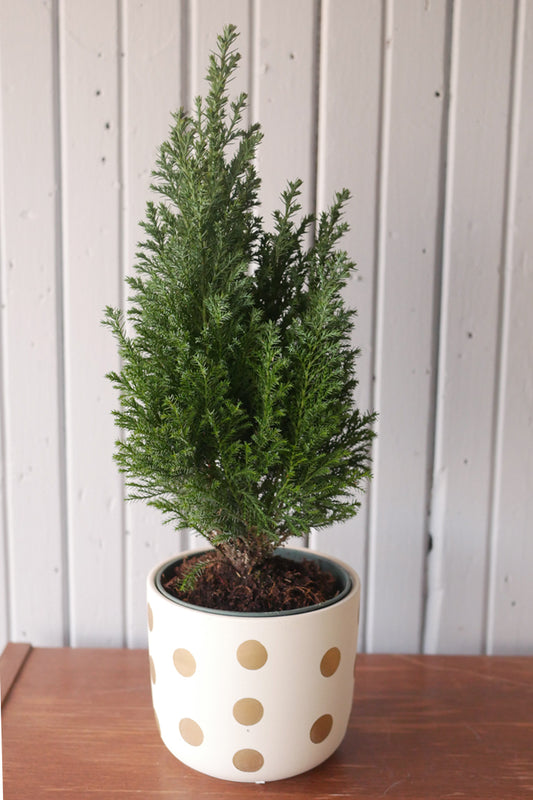 Golden cypress (lemon cypress)